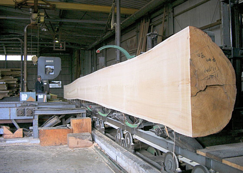 11メートルを超える天然檜を製材するところ 