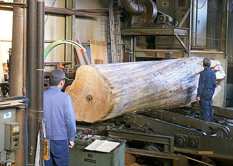 末口110センチメートルを超える檜を製材するところ
